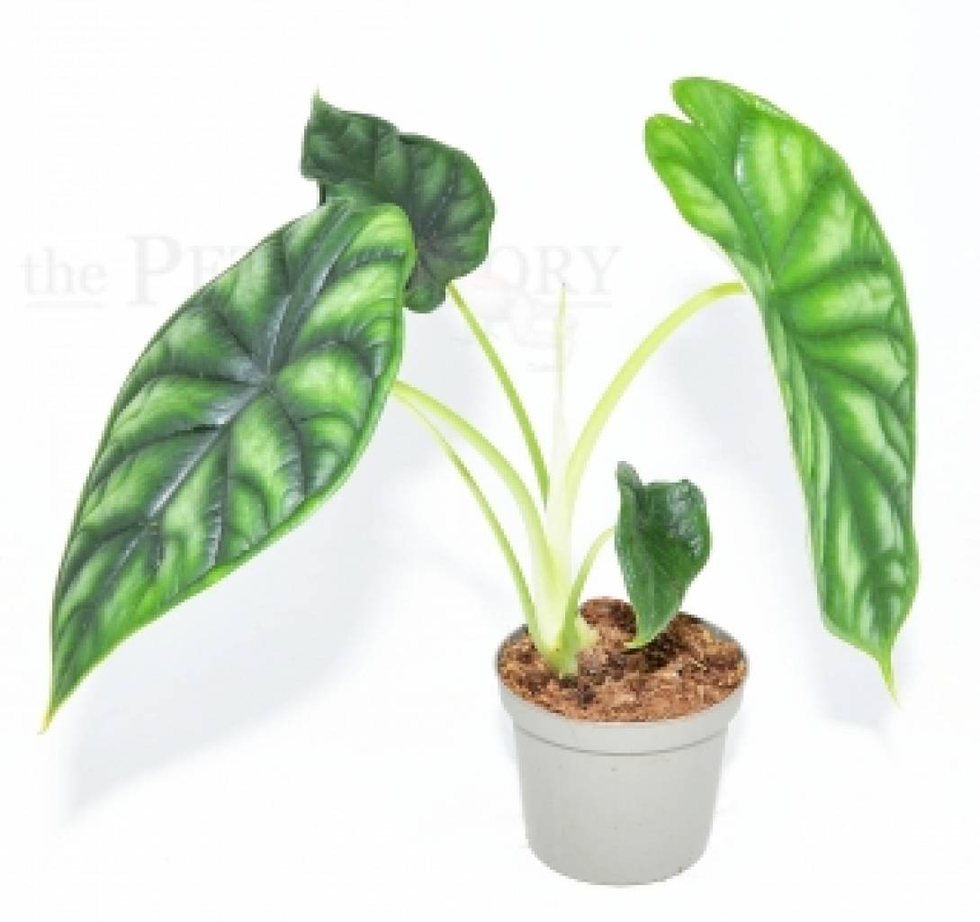 Alocasia baginda DRAGON SCALE